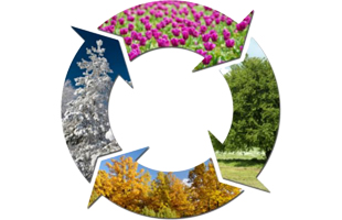 graphics of seasons in cycle