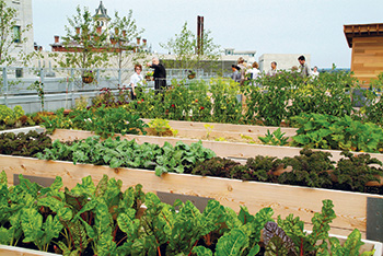 Roof-garden-w-diane-in-distance