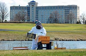 Bee keeping at B.