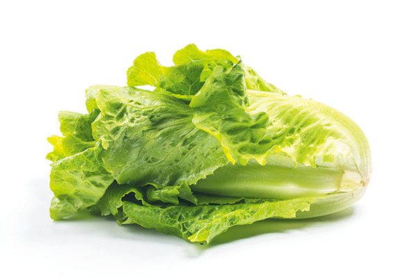 Food safety romaine lettuce