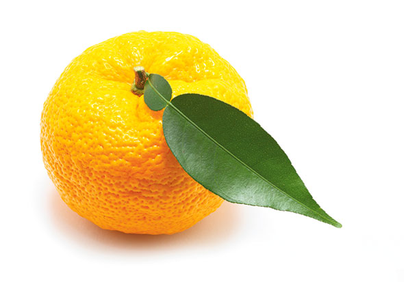 Yuzu